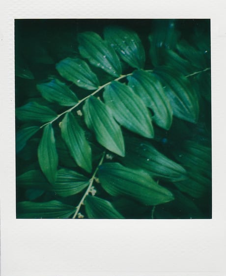 Green Leaves in Close Up Photography