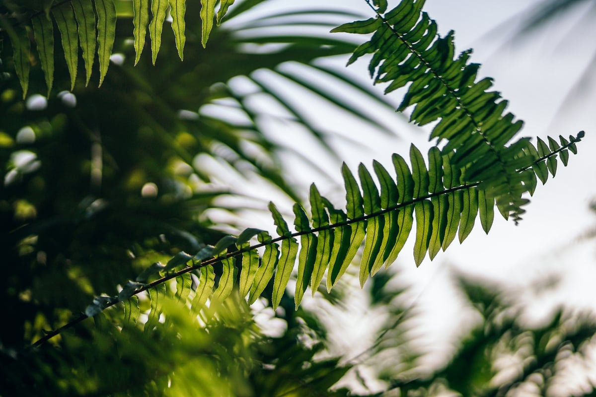 Green Fern Plant